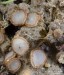 bělokosmatka osmahlá (Houby), Trichophaea woolhopeia (Fungi)